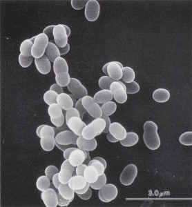 Lactococcus lactis subsp. lactis New State Symbol